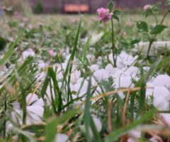 Ჩემი სამᲨობლო, საქარᲗველოა