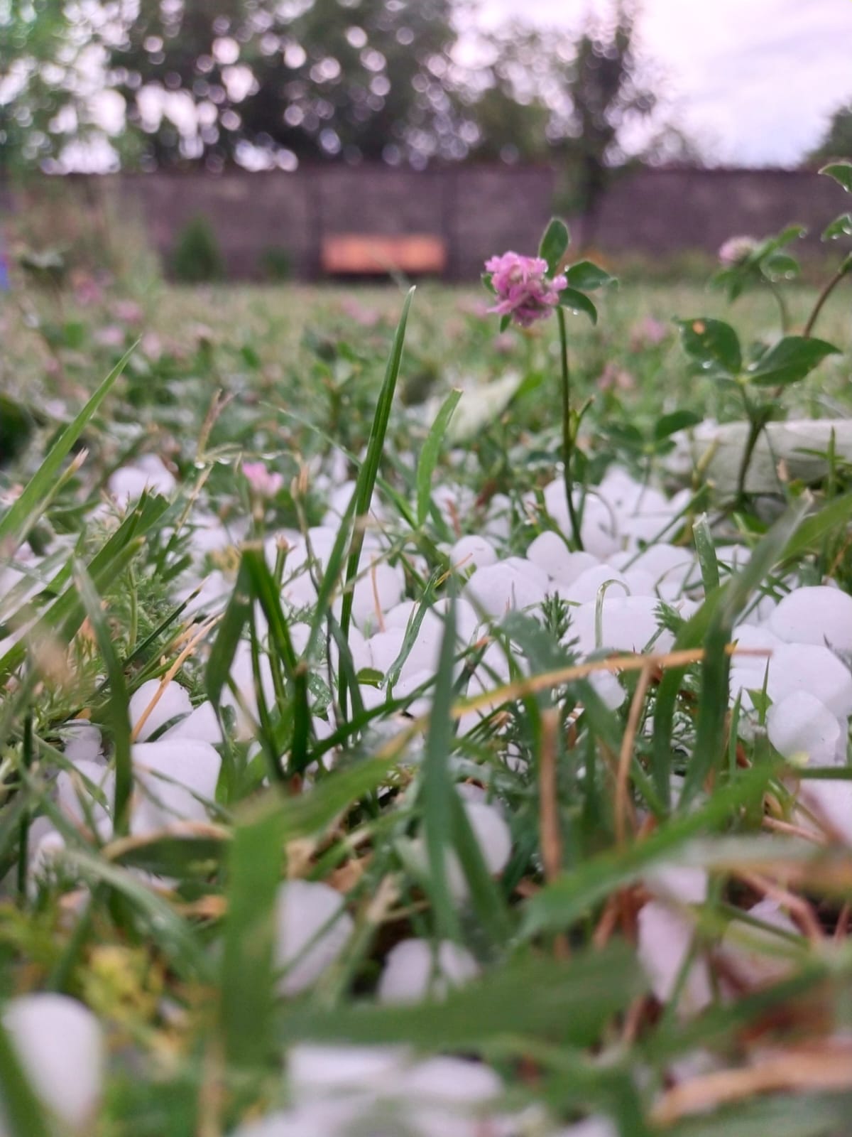 Pharida Gaurgashvili